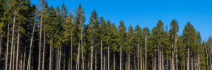 Revolutionize Your Forestry Operations with Lim Geomatics’ Stratus