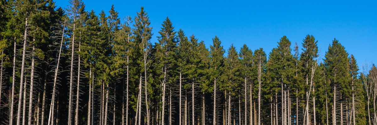 Revolutionize Your Forestry Operations with Lim Geomatics’ Stratus